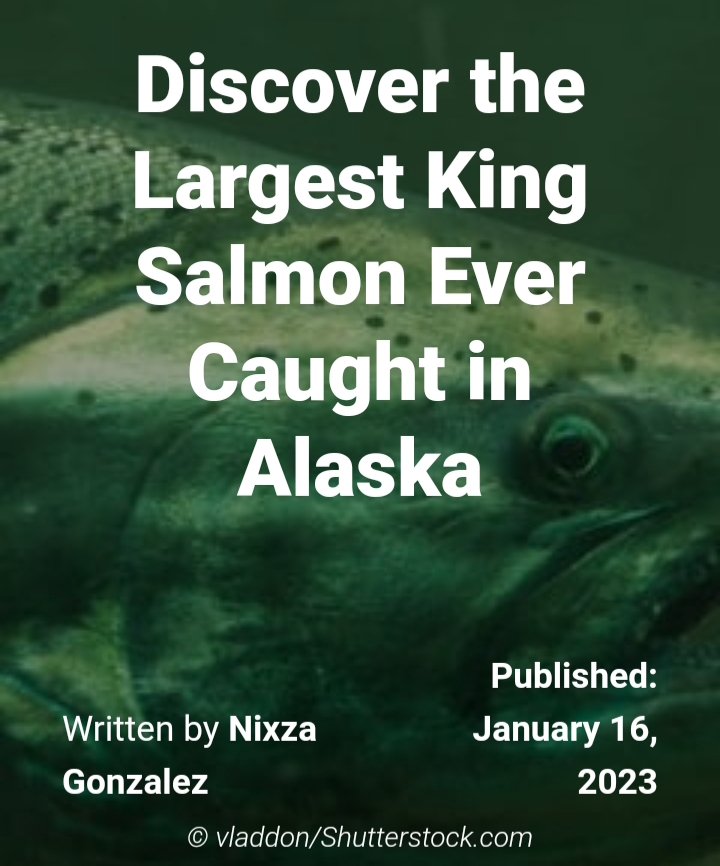 بزرگترین شاه ماهی قزل آلا در آلاسکا صید شده است